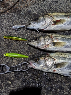 シーバスの釣果