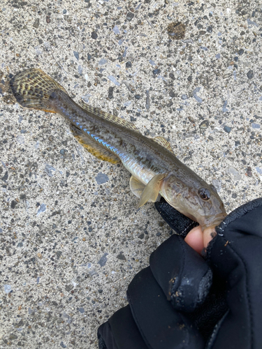 ハゼの釣果