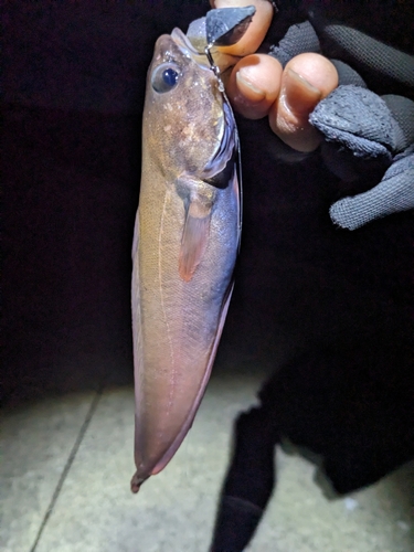 ドンコの釣果