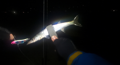 カマスの釣果