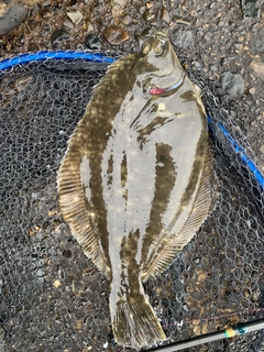 カレイの釣果