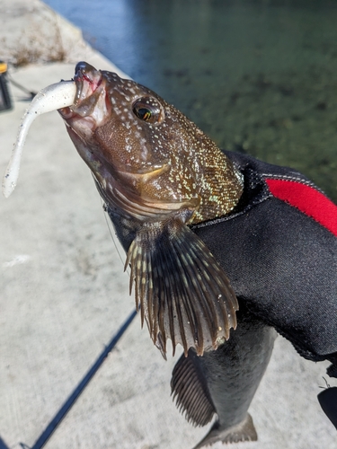 アイナメの釣果