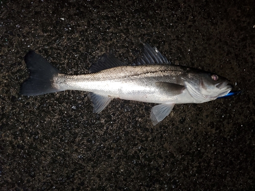 スズキの釣果