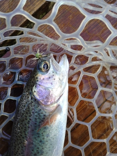 ニジマスの釣果