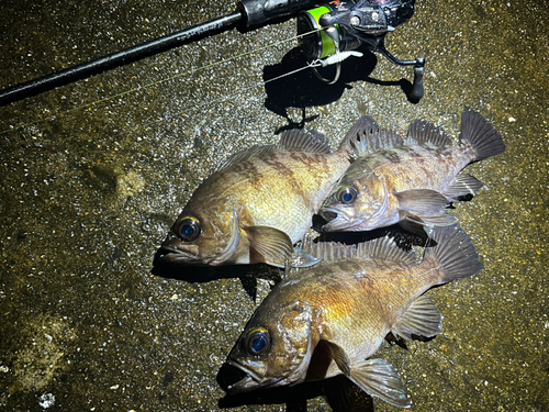 メバルの釣果