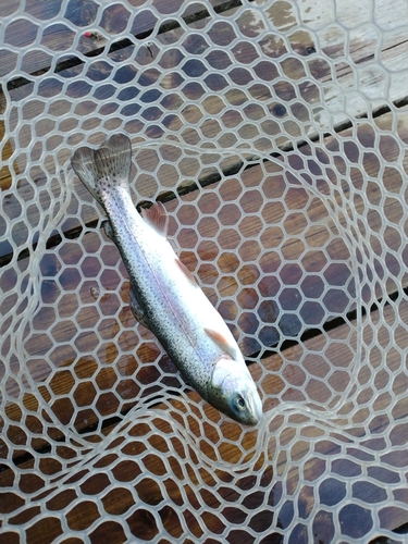 ニジマスの釣果