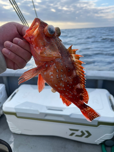 ウッカリカサゴの釣果