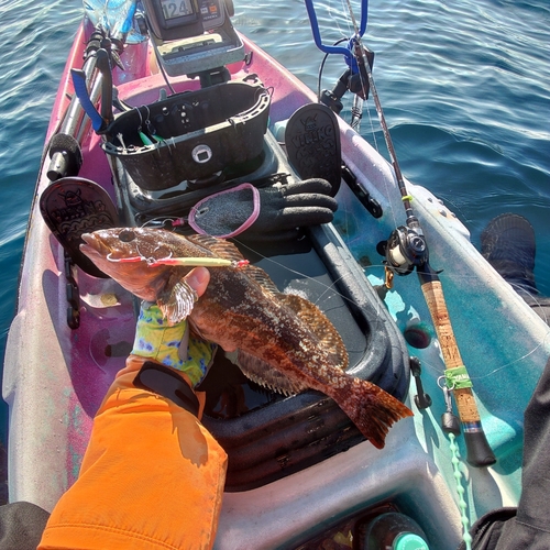 アイナメの釣果