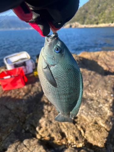 メジナの釣果