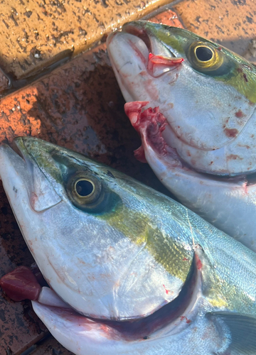 ワラサの釣果