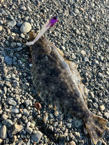 ヒラメの釣果