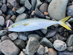 フクラギの釣果