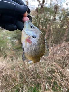 ブルーギルの釣果