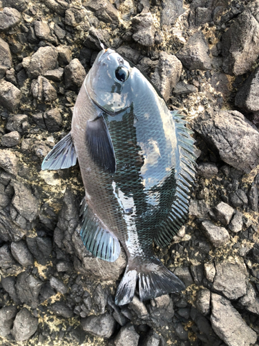 メジナの釣果