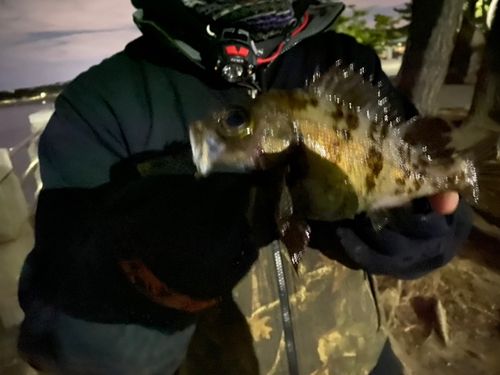 アカメバルの釣果