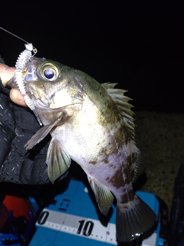 メバルの釣果