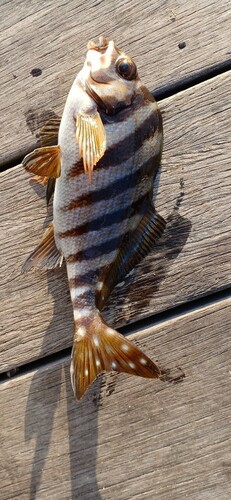 タカノハダイの釣果