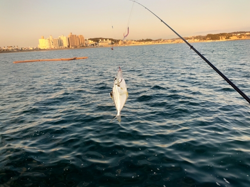 ヒイラギの釣果