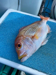 レンコダイの釣果