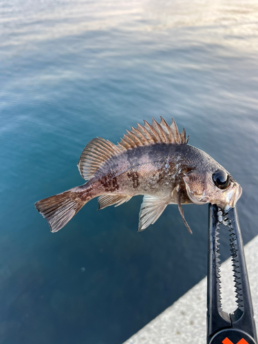 アカメバルの釣果