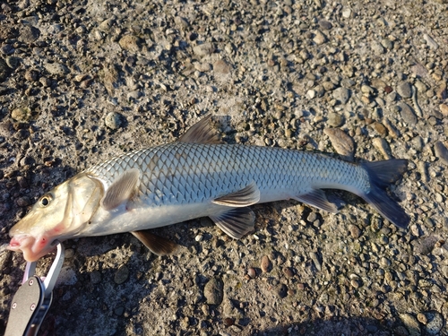 ニゴイの釣果