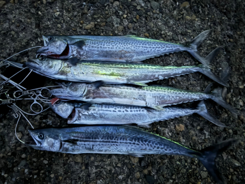 サゴシの釣果