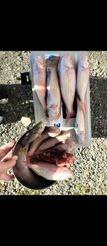 シロアマダイの釣果