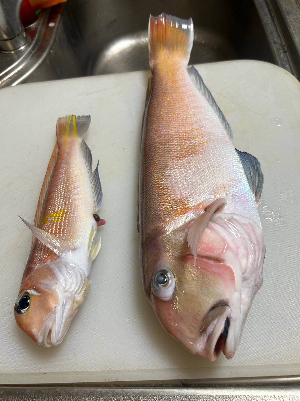 ロードグライダーさんの釣果 2枚目の画像