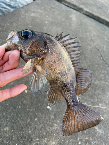 アカメバルの釣果