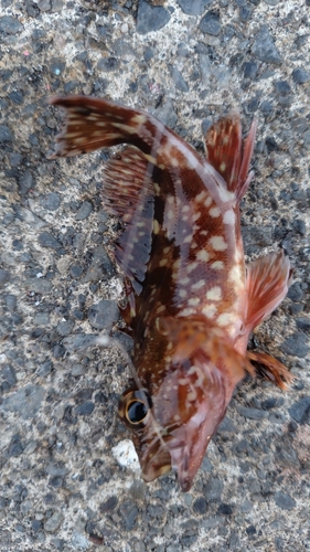 カサゴの釣果