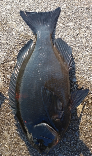 クチブトグレの釣果