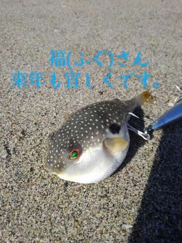 フグの釣果