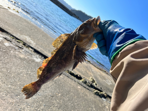 アイナメの釣果