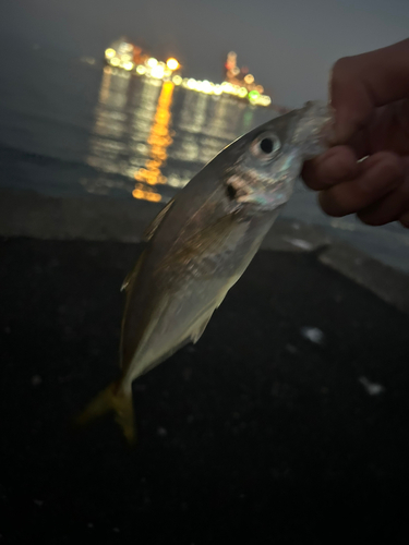 マアジの釣果