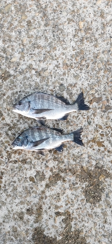 チヌの釣果