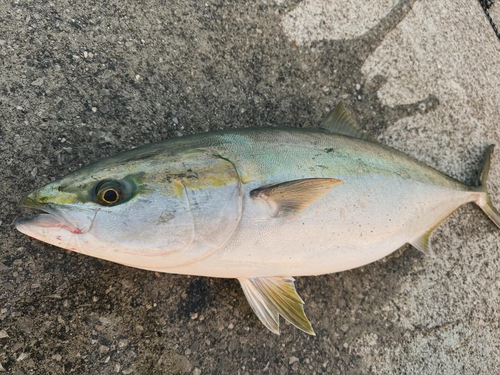 ブリの釣果