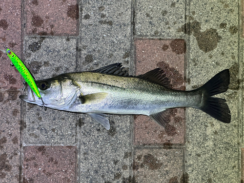 シーバスの釣果