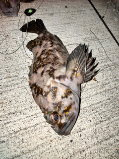 クロソイの釣果