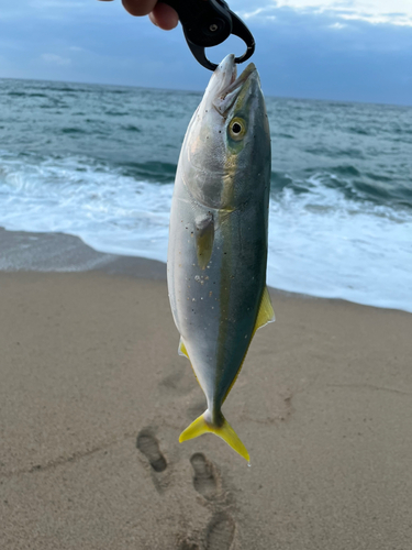 ハマチの釣果