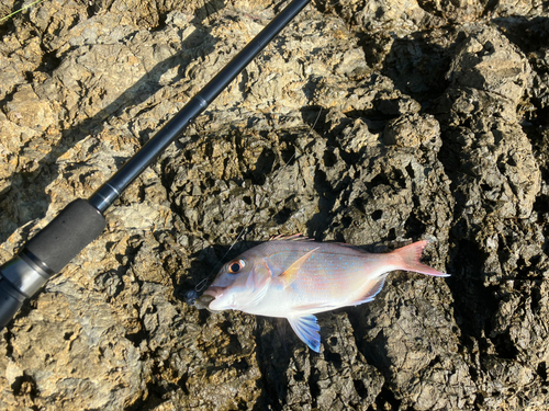 チャリコの釣果