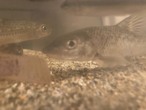 ニゴイの釣果