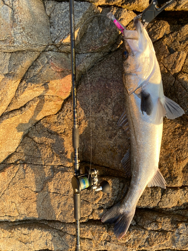 シーバスの釣果