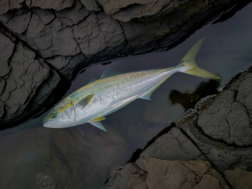 ヤズの釣果