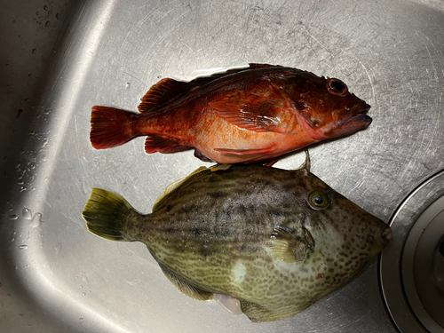 カワハギの釣果