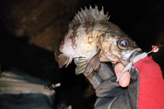 シロメバルの釣果