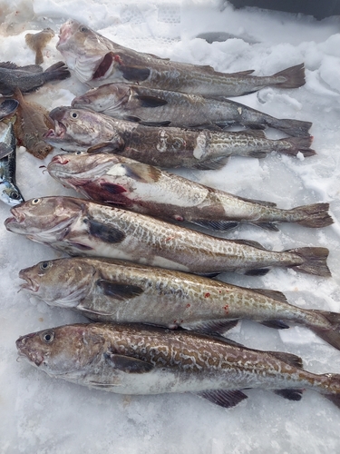 マダラの釣果