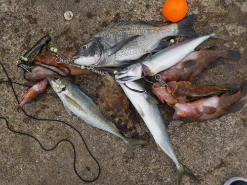 クロダイの釣果