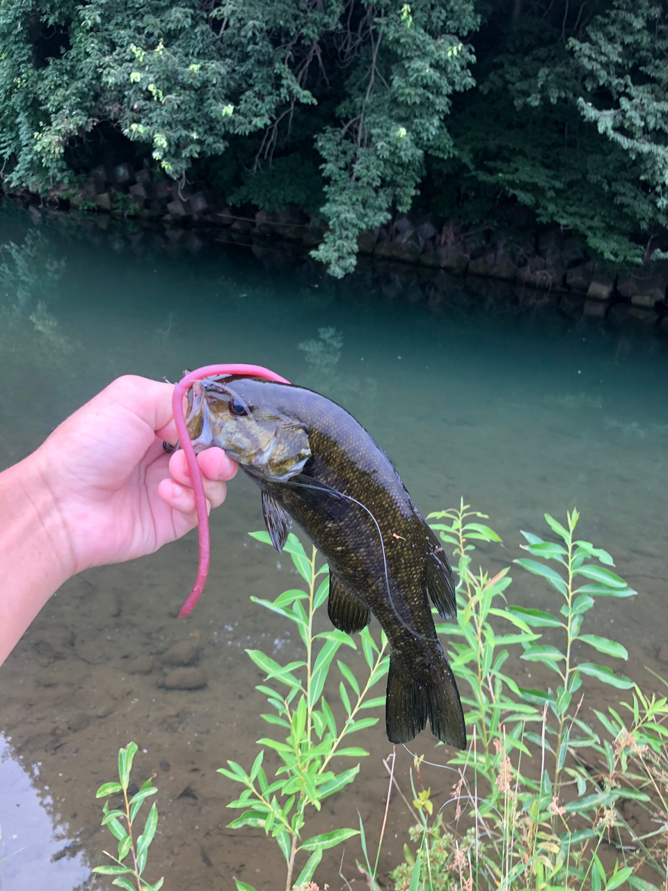 スモールマウスバス