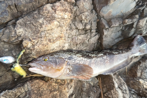 アイナメの釣果