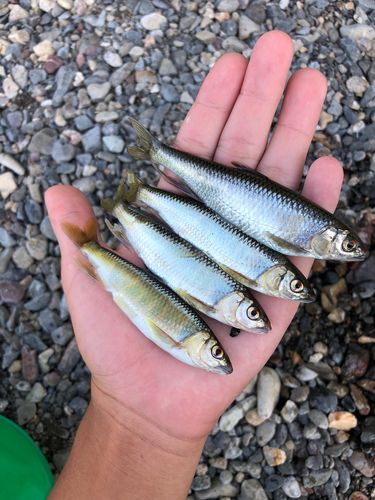 オイカワの釣果